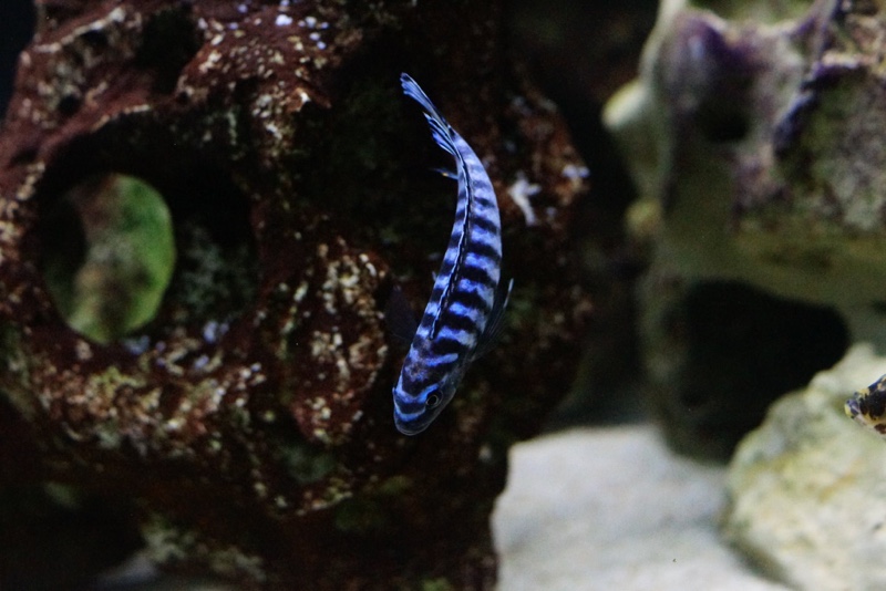 Chindongo sp. 'elongatus ornatus' Likoma Island